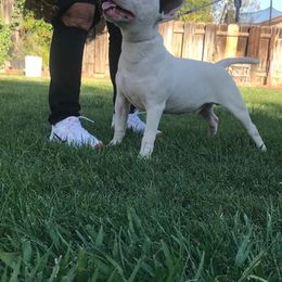 Miniature Bull Terriers from TerrraNova Miniature Bull Terrier