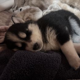 Pomsky Puppies from Sun-Kissed Mountain Homestead