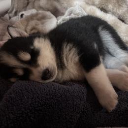 Pomsky Puppies from Sun-Kissed Mountain Homestead