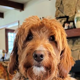 Ruby - Goldendoodle