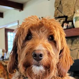 Ruby - Goldendoodle