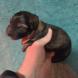 Boy 5 - male German Shepherd puppy in Dallas, Pennsylvania from Mountainside German Shepherds