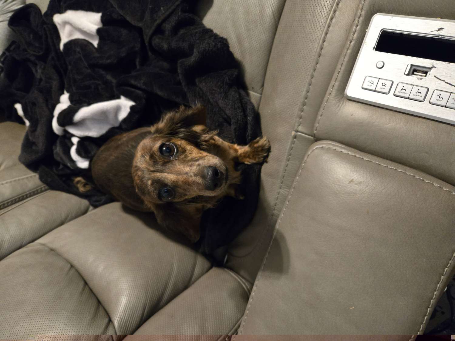 Moo pie - Dachshund