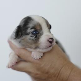 Latte - Blue merle male Miniature Australian Shepherd puppy in White Oak, Texas from Triple Lake Ranch Miniature Australian Shepherds