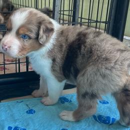 Tye - Red merle male Australian Shepherd puppy in Marshall, Virginia from Aussie Tales Farm