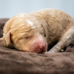 Birdie Apricot - Apricot female Goldendoodle puppy in Lafayette, Alabama from Sweethaven Kennels