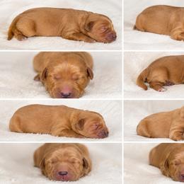 Girl 5 - Dark golden female Golden Retriever puppy in Lucedale, Mississippi from Goode LOVIN’ Retrievers