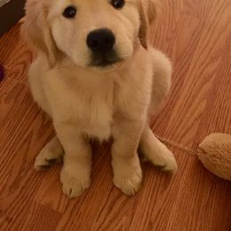 Golden Retriever Puppies from OPK GOLDENS