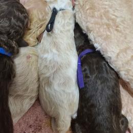 Black collar - White male Poodle puppy in Colorado Springs, Colorado from Silly's Standard Poodles