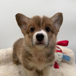 Augusta - Red female Pembroke Welsh Corgi puppy in Minooka, Illinois from Lucky J Corgis