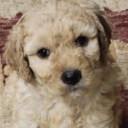 Boy 5 - Goldendoodle puppy in Atlanta, Georgia from Bowman Puppies of the House Doodle