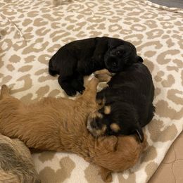 Schnoodle Puppies from Noodle Tings Puppies