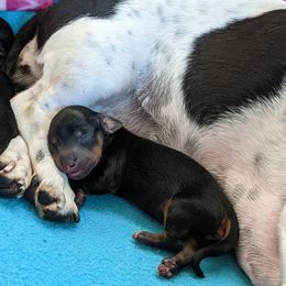 Boy 1 - Black and tan Dachshund puppy in Sarasota County, Florida from Donna's Mini Joys