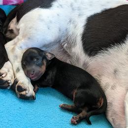 Boy 1 - Black and tan Dachshund puppy in Sarasota County, Florida from Donna's Mini Joys