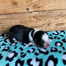Twizzler - Blue female Australian Cattle Dog puppy in Lancaster, Minnesota from Weleski Chocolate Heelers
