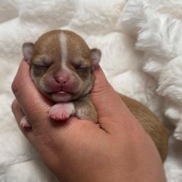 Boy 2 - Chocolate sabled fawn male Chihuahua puppy in Michigan from Fanciful Thrills Kennel