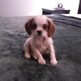 Cavalier King Charles Spaniel Puppies from Georgia Alabama Cavaliers