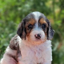 Cavapoo Puppies from Southwest Cavapoos