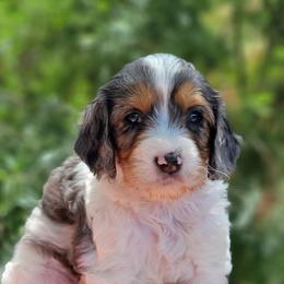 Cavapoo Puppies from Southwest Cavapoos