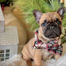 French Bulldogs from Fabulouslee French