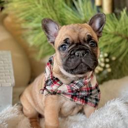 French Bulldogs from Fabulouslee French