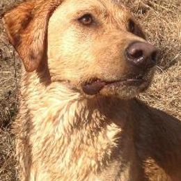 Labrador Retrievers from Amber Run Kennels