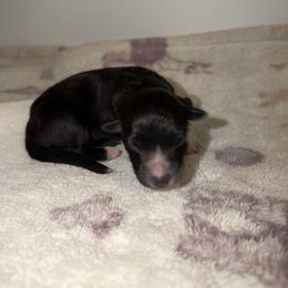 Cottontail - Black & white male Australian Shepherd puppy in Windsor, New York from Double B Aussies