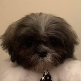 Shih Tzu Puppies from Grandma Ts Precious Puppies
