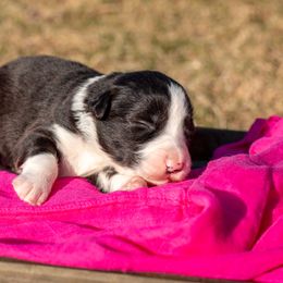 Howl - Border Collie puppy in Twin Cities Area, Minnesota from Astoria Canines
