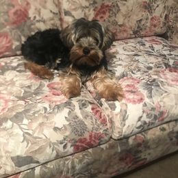 em - Yorkshire Terrier