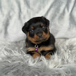 Purple Collar - Black and mahogany female Rottweiler puppy in Quinlan, Texas from Wright Way Retrievers