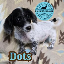 DOTS - Piebald male Dachshund puppy in Columbia, Louisiana from Diamond 5R Ranch AKC & CKC Miniature Dachshunds