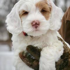 Australian Labradoodle Puppies from Cottonwood Labradoodles