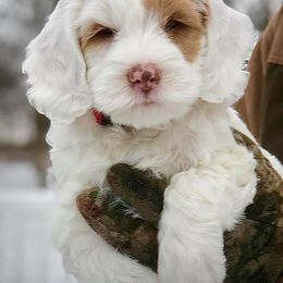Australian Labradoodle Puppies from Cottonwood Labradoodles