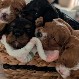 Cavapoo puppies from Sunnytown Farm Cavapoos