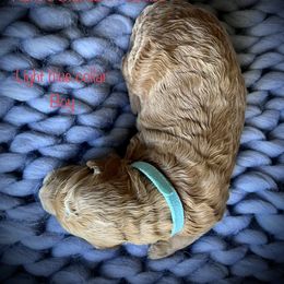 Poodle Puppies from Katie’s Standard Poodles