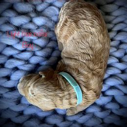 Poodle Puppies from Katie’s Standard Poodles