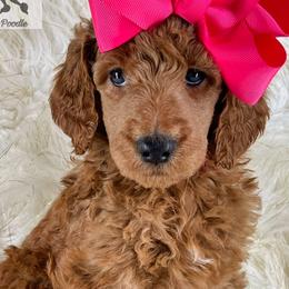 Debra - Poodle puppy from The Olympus Standard Poodle