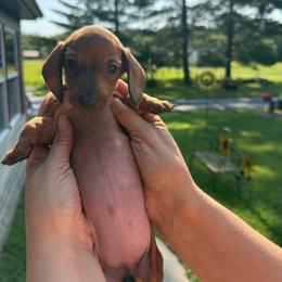 Girl - Red female Dachshund puppy in Marinette/Green Bay, Wisconsin from Incahoots Smooth and Wirehaired Dachshunds