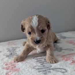 Vanilla - Cream female Maltipoo puppy in Fife, Washington from Joyful Pups