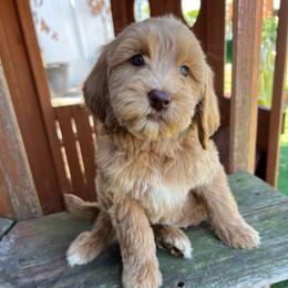 Fuscia Girl - Apricot female Goldendoodle puppy in Largo, Florida from My Favorite Doodle