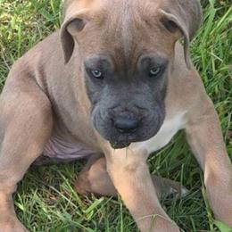 Pink Collar Female - Gray and fawn female Cane Corso puppy in Lewistown, Montana from Corsi Amore Kennels