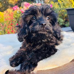 Rocket - Black male Cavapoo puppy in Jackson, California from Oodles & Doodles