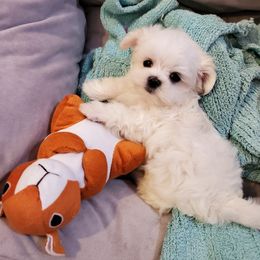 Cavapoo, Maltipoo, and Poodle Puppies from My Sweet Poodles and Doodles