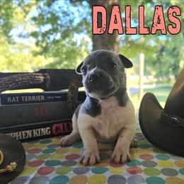 Dallas - White and blue female Rat Terrier puppy in Lynn, Alabama from Cryptic Rat Terriers