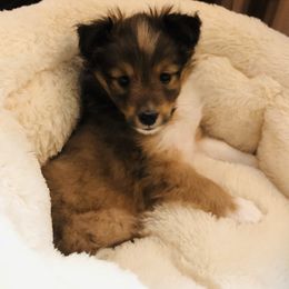 Girl 4 - Sable and white Shetland Sheepdog puppy in Knoxville, Illinois from Jo-C's Shelties