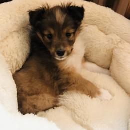 Girl 4 - Sable and white Shetland Sheepdog puppy in Knoxville, Illinois from Jo-C's Shelties