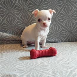 Nico - White male Chihuahua puppy in Brook Park, Minnesota from Northstar Chihuahuas