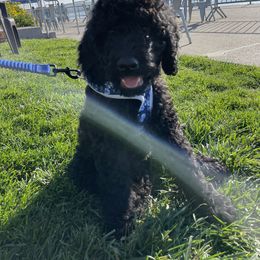 Labradoodle Puppies from 7O7Doodles