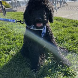Labradoodle Puppies from 7O7Doodles